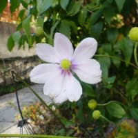 水戸で見た花弁のない花(2)