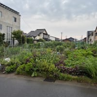 昨夜ー今朝　雨が降りました