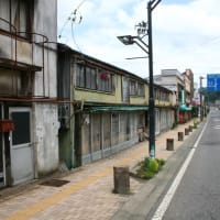 猛暑の中、元気に動き回っています