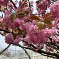 西海岸公園の噴水と八重桜を楽しみながら11,000歩達成‼️