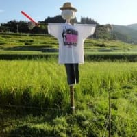 ９月１日の寺坂棚田