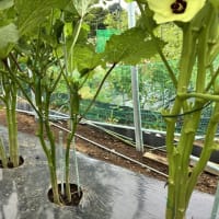 オクラに支柱設定です。