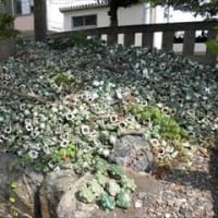 木之本地蔵院 in 滋賀県長浜市木之本町