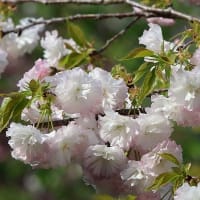 ちょいと大洲へお花見に♪