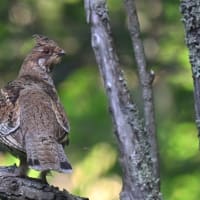北海道で出会った鳥たち❼‼️     2025.6.17〜6.18   撮影