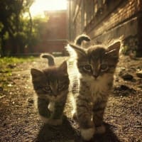 可愛く癒される猫ちゃんたちその⑤