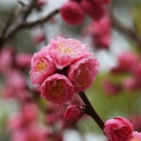 大仙公園（２０２５年３月１７日）
