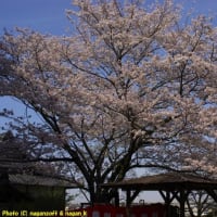 去年の桜ネタ(2023年4月1日) 第４弾、泉佐野市「意賀美神社」の桜