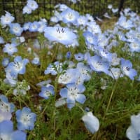 青い花「ネモフィラ」が見頃です★