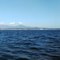 相模湾のヤリイカへ行ってきました