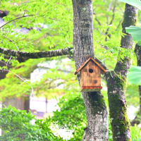 佐川町「牧野公園」でお散歩