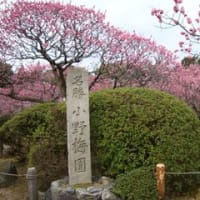 京都東山の花灯路