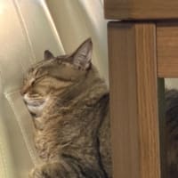 夕方もここで
