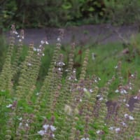 夏の終わり・秋の始まり～宇治市植物公園2024/8下旬（2）