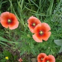６月　１８日