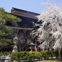 野沢温泉と善光寺の桜見てきました