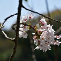 河原の木々の芽吹きと桜～大月市②