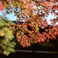 天徳院の紅葉