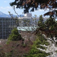 つれづれなるままに　1498　　隠れ名所桜並木