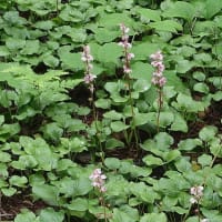 夏の花を見に北信州