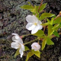桜の下