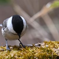 ゴジュウカラ、コガラを撮影