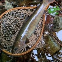 ３６ｃｍ、３８ｃｍ尺上連発、イワナの季節到来だ！