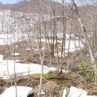 残雪の森と湿原　Apr.13