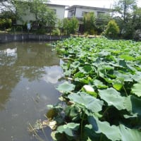 カルガモのヒナ 自力で脱出できない池　　ヒシの駆除