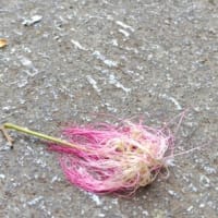 梅雨の真っ最中。境内の季節の花々