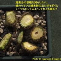 サボテン君を切り刻んでみる