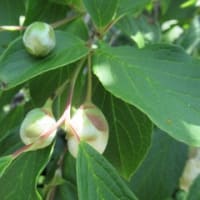 県立図書館裏の夏ツバキ