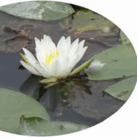 ６月例会「久留米の花菖蒲を求めて」（福岡県久留米市）