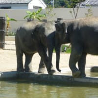 久しぶりの動物園