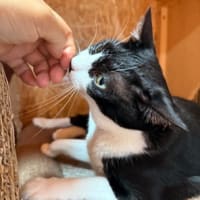 なつの　にゃんかふぇ。