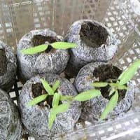 花が咲かない 育て パパイヤ パッションフルーツ
