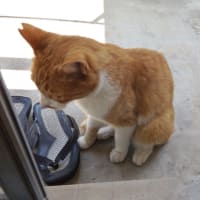 えっ　猫だ