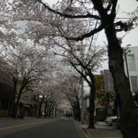 千住の桜