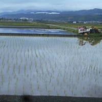 夕方の田んぼコースを歩く