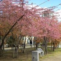 ヴィソラの河津桜