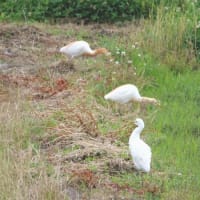 休耕田のアマサギ♪（5月30日）