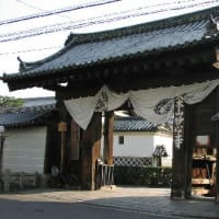 京都　青モミジ100シリーズ　禅の美 妙心寺
