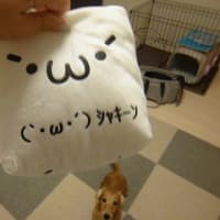 生後5ヶ月記念 プレゼント編 ダックス姉妹アロマとコロンのほんわからいふ