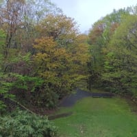 南町公園の新緑と桜と
