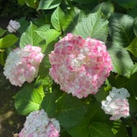紫陽花の思い出