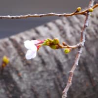 ２０２４・３・２５　谷戸橋のシドモア桜がひとつ咲いていた