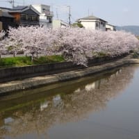 前川提桜並木・巨椋池干拓地ハナモモ
