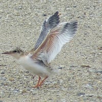 コアジサシの雛の飛ぶ練習