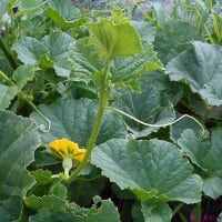＜我が家の菜園521＞　マクワウリ　着果