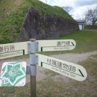 2023今年の桜は